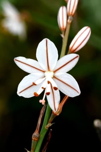Onion-Leafed Asphodel