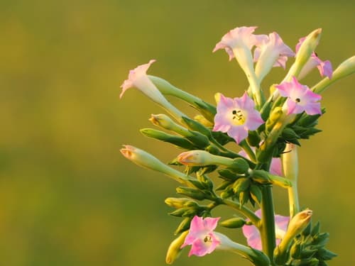 Cultivated tobacco