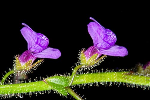 Lesser Snapdragon