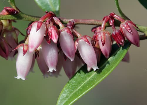 Fetterbush Lyonia Bonsai