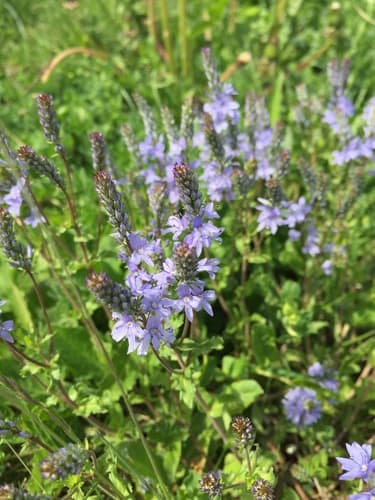 Prostrate Speedwell