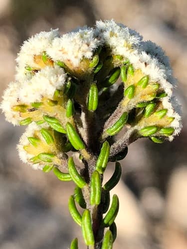 Heath Hardleaf