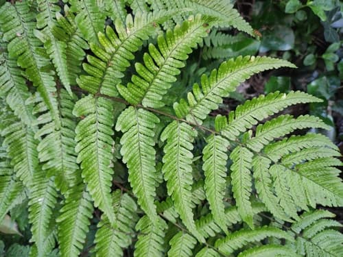 Autumn Fern Bonsai