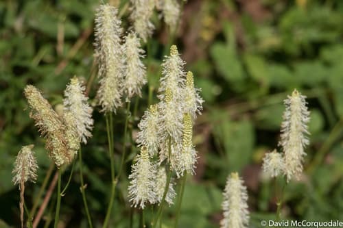 Canadian Burnet