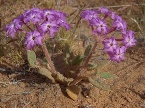 Desert Sand Verbena