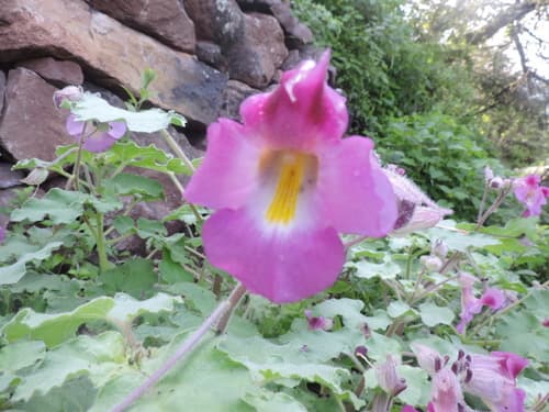 Common Devil's-Claw (Wild Plant)
