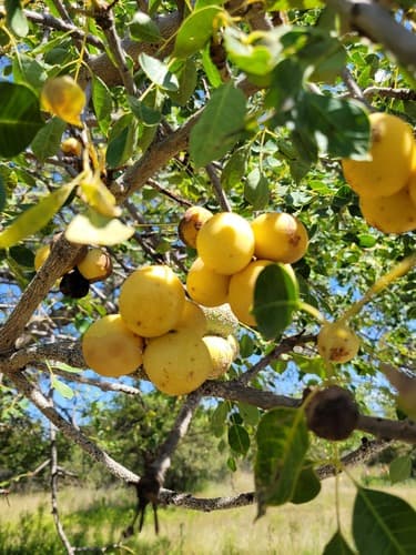 Marula Bonsai