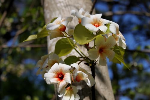 Tung Oil Tree