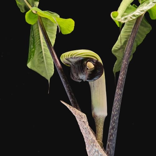 Japanese cobra lily