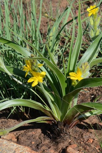 Shiny Stargrass