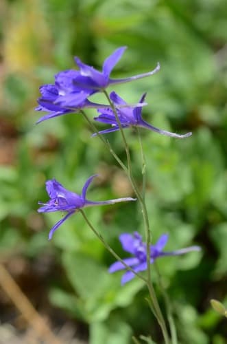Forking Larkspur