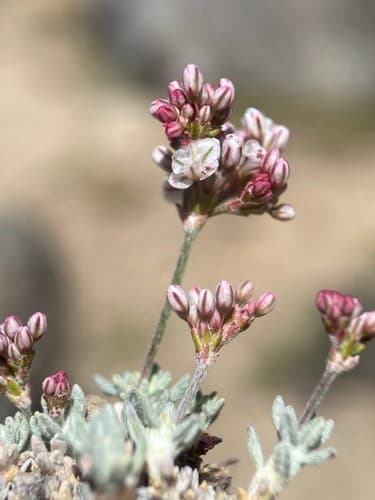 Wright's Buckwheat