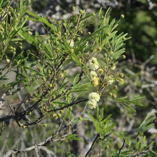 Guajillo