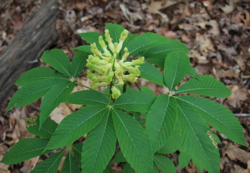 Painted Buckeye
