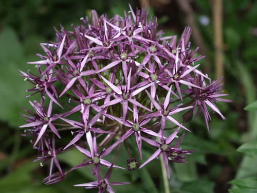 Star of Persia
