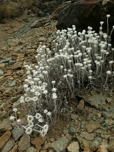 New Zealand Everlastingflower