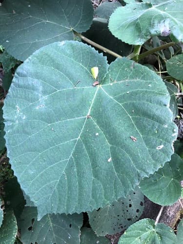 Giant Stinging Tree