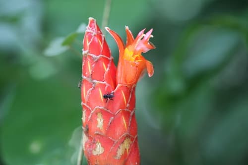 Red Cigar Plant