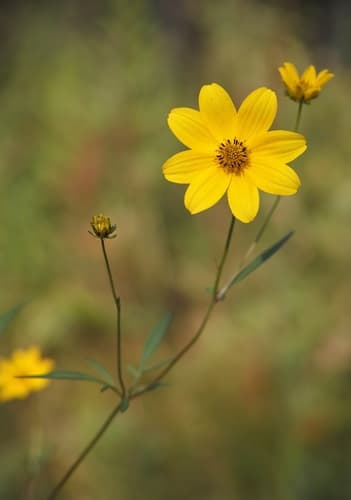 Marsh Tickseed