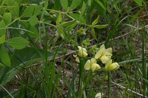 Cream Wild-Indigo