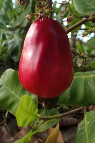 Cashew Bonsai