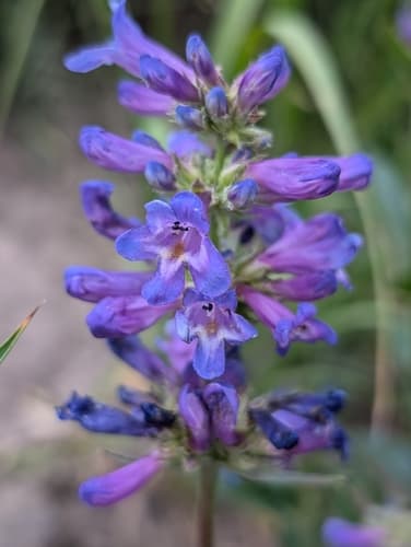 Rydberg's Beardtongue