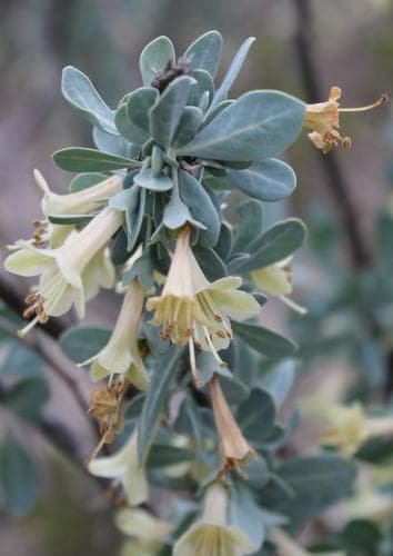 Pale Wolfberry