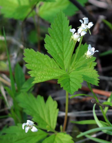 Dwarf Raspberry