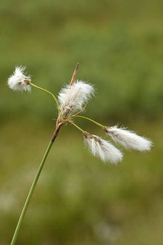 Common Cottongrass