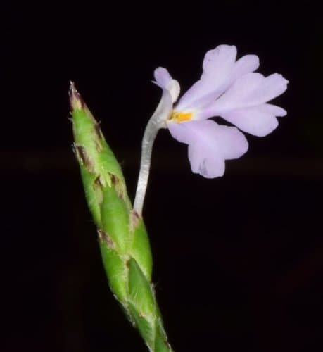 Purple Scalystem