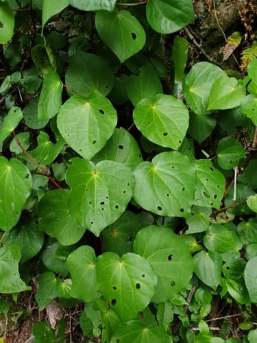 Kawakawa