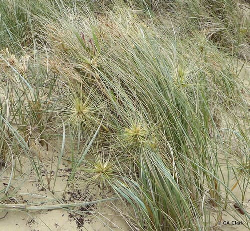 Beach Spinifex