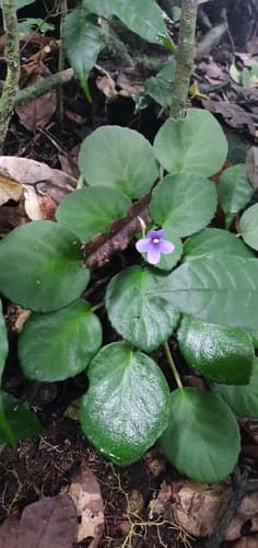 African Violet