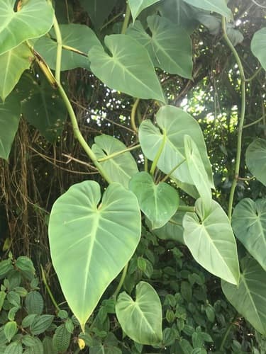 Heart-leaf Philodendron Bonsai