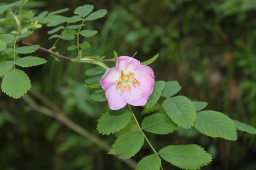 Alpine Rose Bonsai
