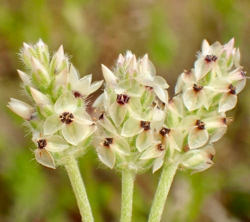 Dot-seed Plantain