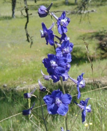 Royal Larkspur