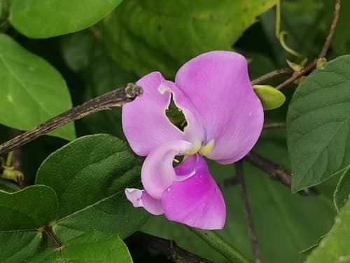 Wild Cow Pea Bonsai