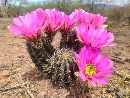 Pinkflower Hedgehog Cactus