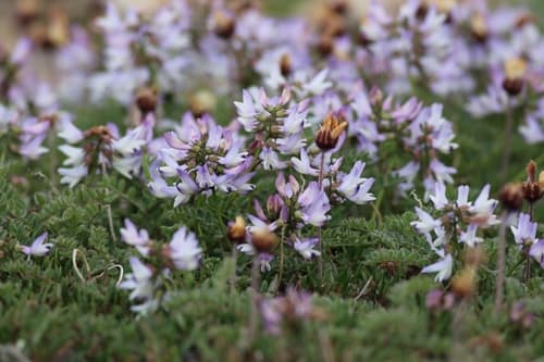Alpine Milkvetch