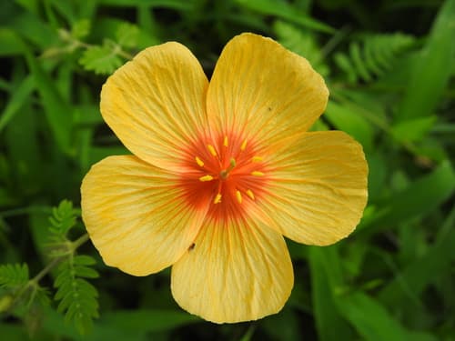 Arizona poppy