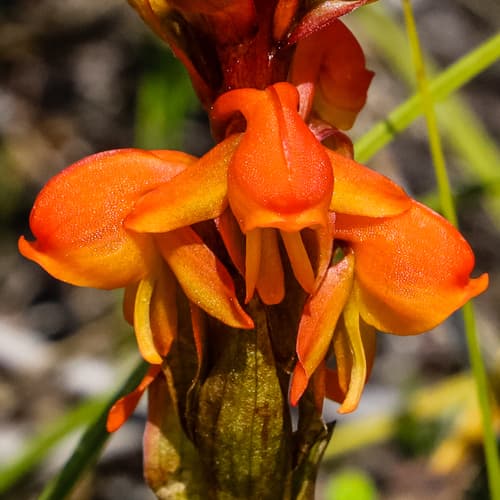 Orange Satyre
