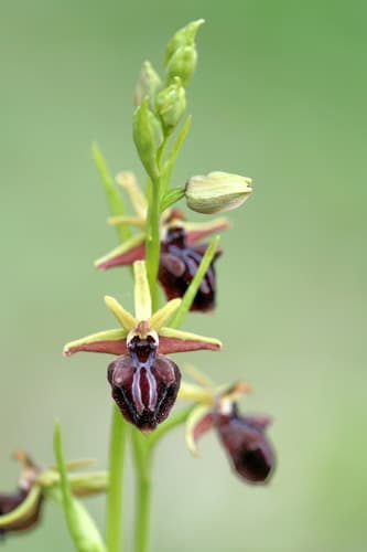Bosom Orchid