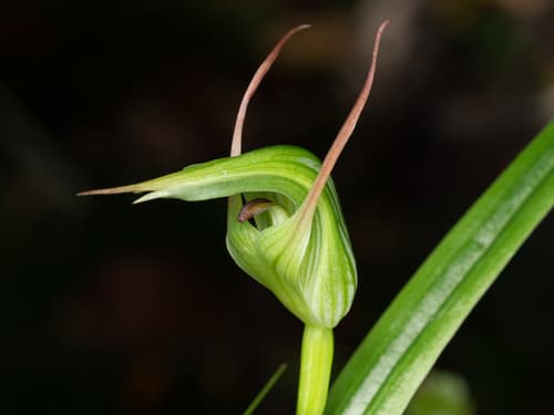 Tutukiwi