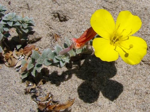 Beach Suncup