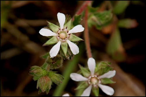 Wedge leaf horkelia