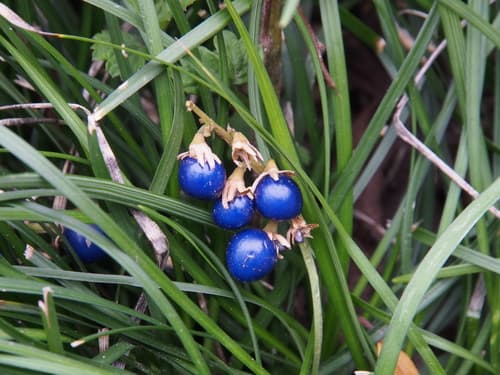 Dwarf Lily-turf