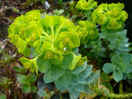 Donkey Tail Plant