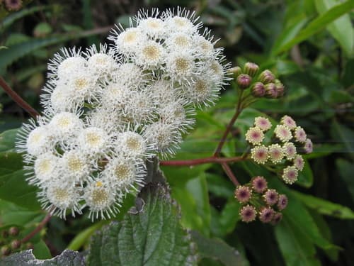 Crofton Weed