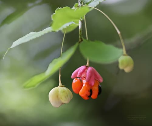Warty-barked Spindle Bonsai